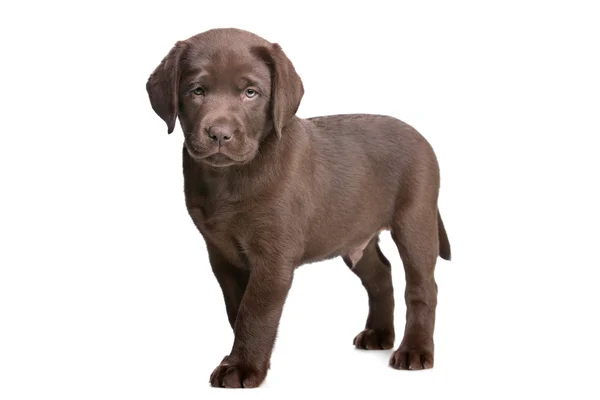 Filhote de cachorro de chocolate Labrador — Fotografia de Stock