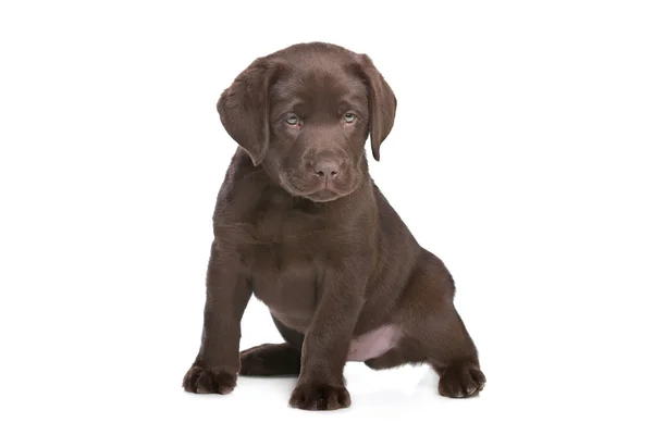 Chocolate Labrador puppy — Stock Photo, Image