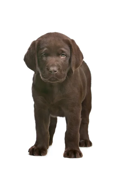 Chocolate Labrador puppy — Stock Photo, Image