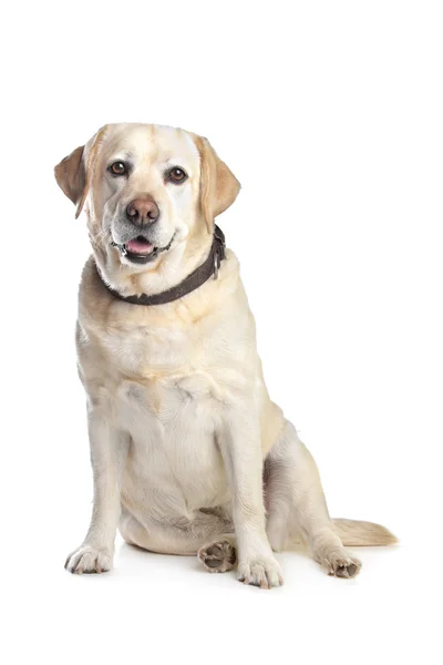 Labrador retriever — Zdjęcie stockowe