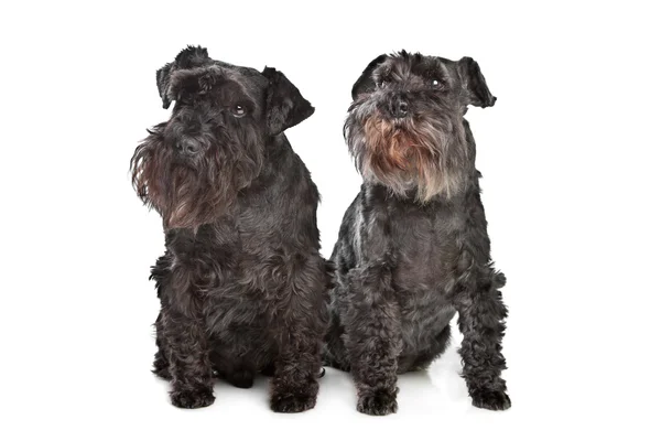 Due cani in miniatura schnautzer — Foto Stock