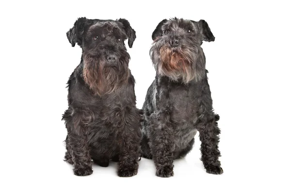 Two miniature schnautzer dogs — Stock Photo, Image