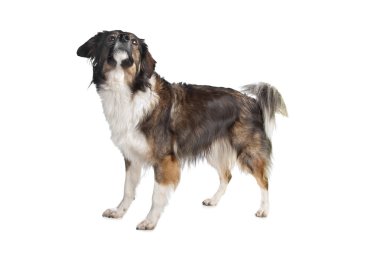 karma doğurmak üç renkli köpek