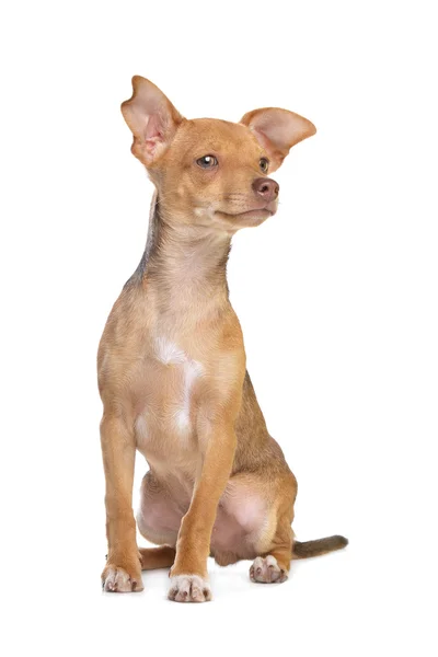 Mixed breed chihuahua and miniature Pincher dog — Stock Photo, Image