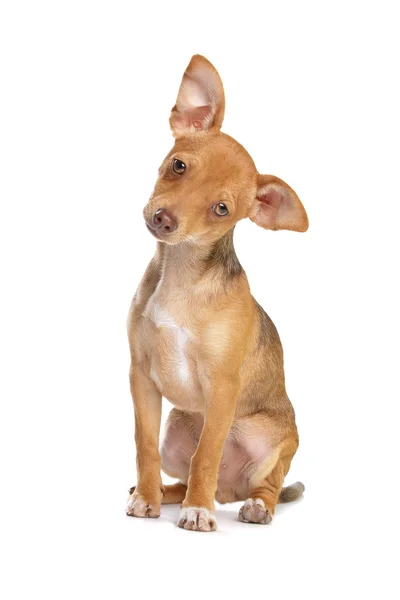 Chihuahua de race mixte et chien pinceau miniature — Photo