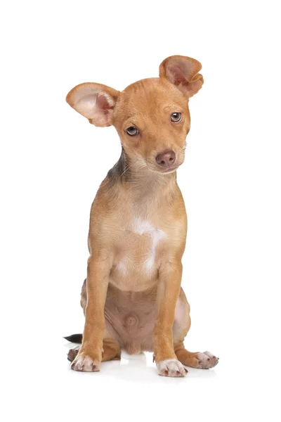 Chihuahua de raza mixta y perro Pincher miniatura —  Fotos de Stock