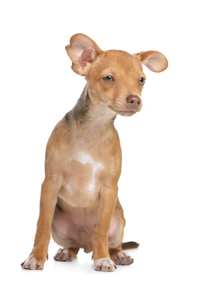 Karışık cins Çuvava ve minyatür pincher köpek — Stok fotoğraf