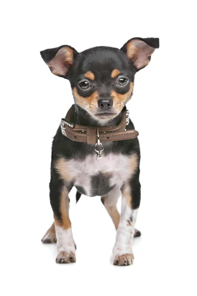 Schwarz-roter Chihuahua — Stockfoto