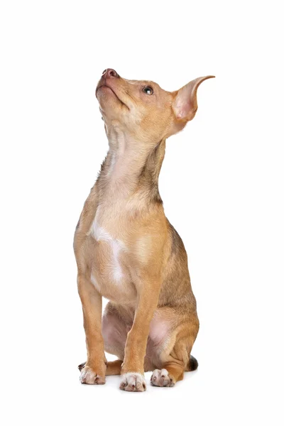 Pies mieszaniec chihuahua i miniaturowe pincher — Zdjęcie stockowe