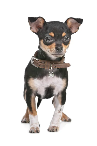 Schwarz-roter Chihuahua — Stockfoto