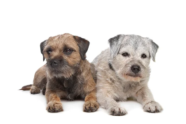Velhos e jovens fronteira terrier cães — Fotografia de Stock