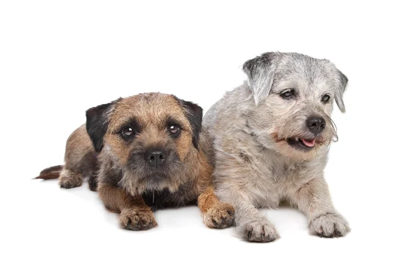 Viejo y joven frontera terrier perros — Foto de Stock