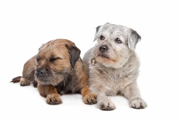 Vecchi e Giovani confine terrier cani — Foto Stock