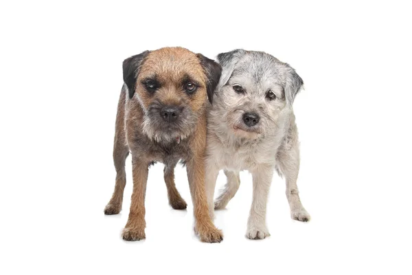 Velhos e jovens fronteira terrier cães — Fotografia de Stock