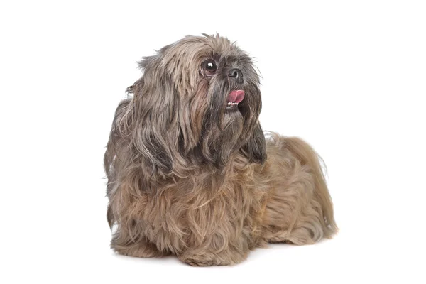 Brązowy pies shih tzu — Zdjęcie stockowe