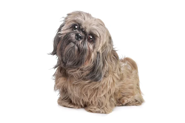 Hnědý pes shih-tzu — Stock fotografie