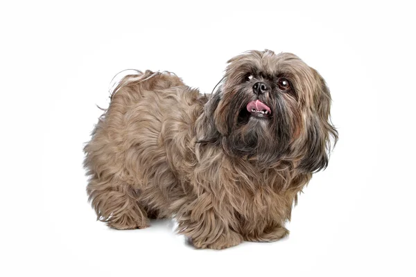 Hnědý pes shih-tzu — Stock fotografie