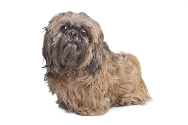 Brown Shih Tzu cão — Fotografia de Stock