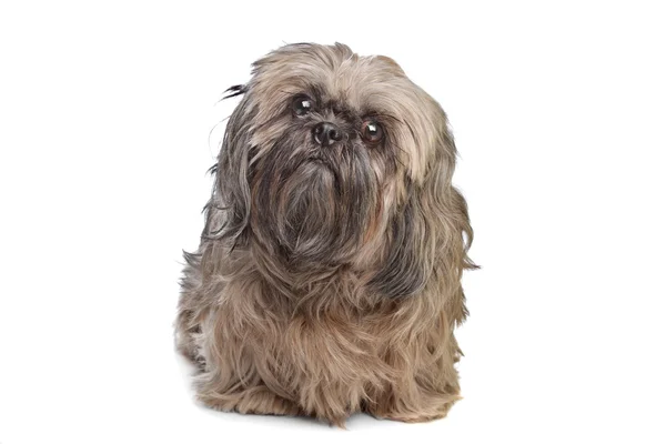 Brązowy pies shih tzu — Zdjęcie stockowe
