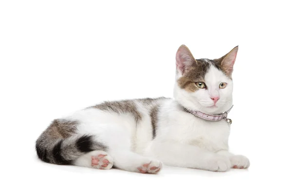 Kısa-kıl kedi — Stok fotoğraf