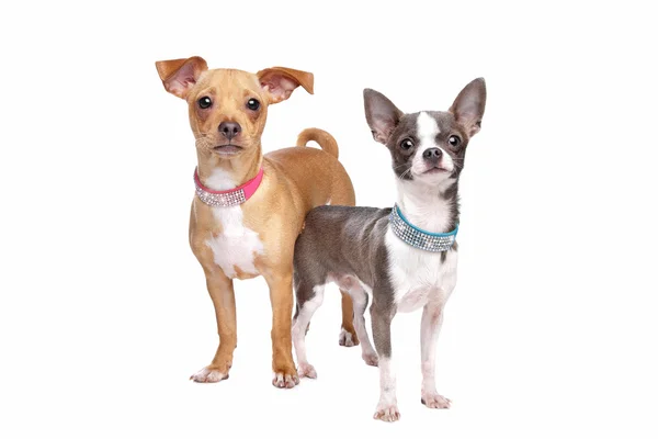 Chihuahua y un pellizco miniatura de mezcla — Foto de Stock
