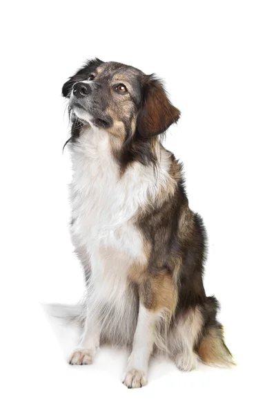 Змішана порода собак трьох кольорів — стокове фото