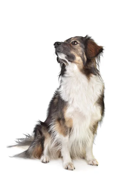 Mixed breed tri-colored dog — Stock Photo, Image