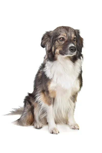 Mixed breed tri-colored dog — Stock Photo, Image