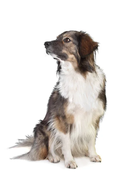 Perro de raza mixta tricolor — Foto de Stock