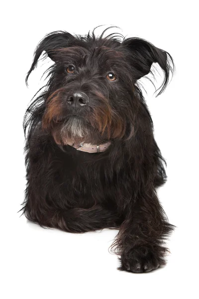 Siyah karışık cins köpek — Stok fotoğraf