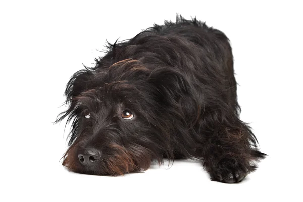 Perro negro de raza mixta — Foto de Stock