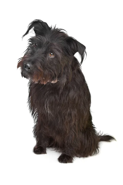 Чорний змішаний собака породи — стокове фото