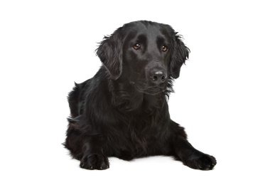 düz - kaplamalı retriever