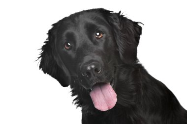 düz - kaplamalı retriever