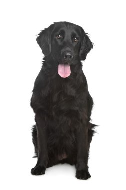 düz - kaplamalı retriever