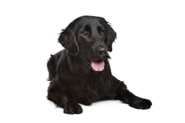 düz - kaplamalı retriever