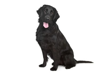 Flat-Coated Retriever clipart