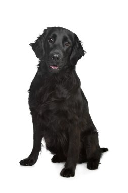 düz - kaplamalı retriever