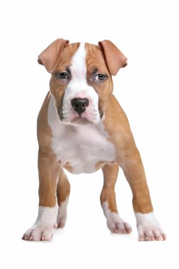 Amerikan Staffordshire Terrier köpeği.