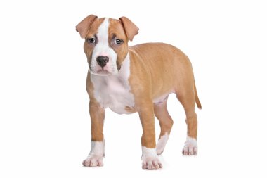 Amerikan Staffordshire Terrier köpeği.