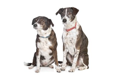 Two brown and white mixed breed dogs clipart