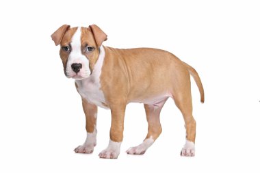 Amerikan Staffordshire Terrier köpeği.
