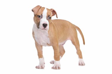 Amerikan Staffordshire Terrier köpeği.