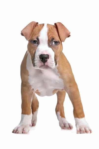 Amerykański szczeniak Staffordshire Terrier — Zdjęcie stockowe