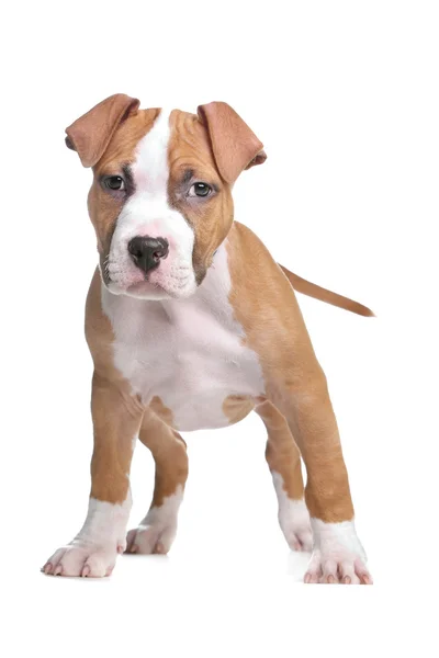 アメリカのスタッフォードシャーテリア子犬 — ストック写真