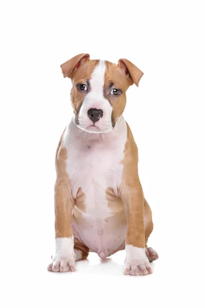 American Staffordshire Terrier cachorro —  Fotos de Stock