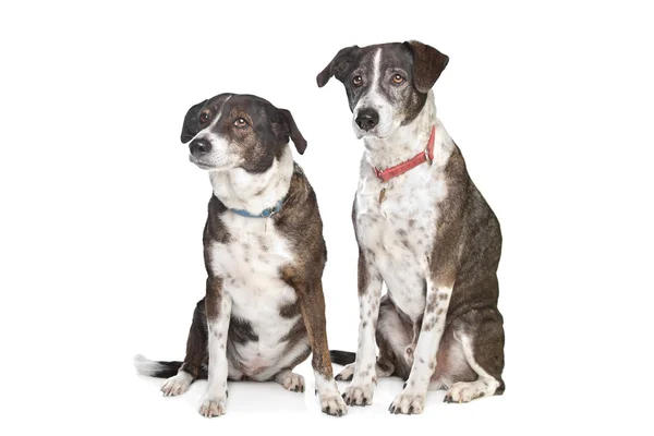 Две коричневые и белые смешанные породы собак — стоковое фото