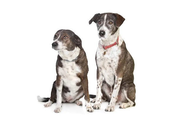 Dois cães de raça mista marrom e branco — Fotografia de Stock