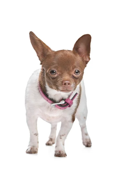 Chihuahua Csivava — Stock Fotó