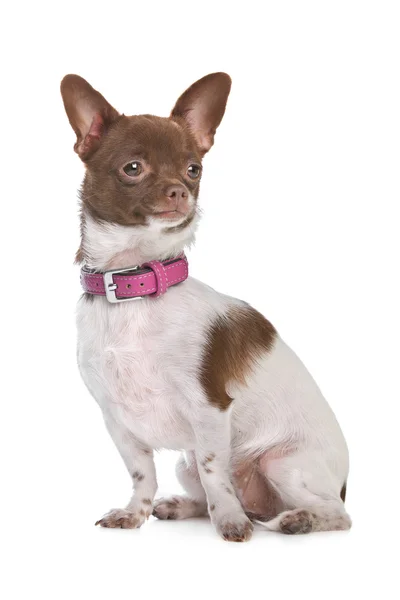 Chihuahua chihuahua — Zdjęcie stockowe